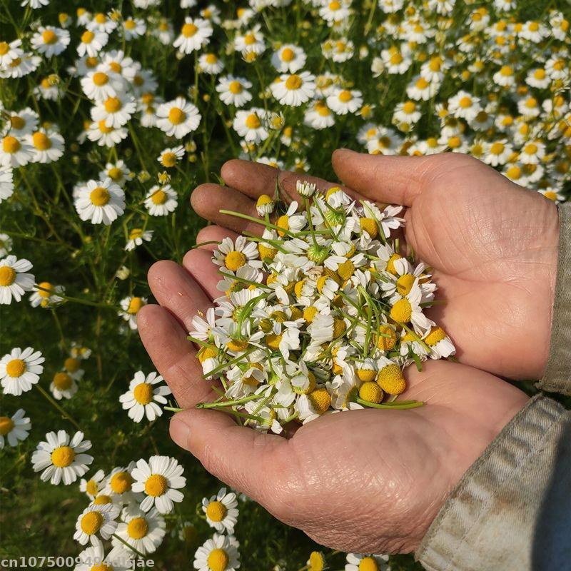100% натуральные сушеные цветы – обзор и цена Chamomile Tea